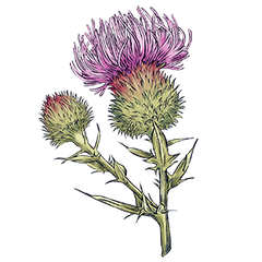 Milk Thistle
