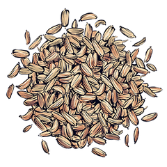 Anise